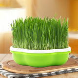 Maxbell Seed Sprouter Tray Seed Germination Tray for Beans Alfalfa Seeds Microgreens