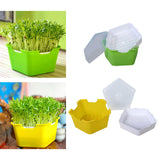 Maxbell Seed Sprouter Tray with Lid Kit Garden Plant Germination Wheatgrass Sprouter Green