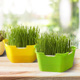 Maxbell Seed Sprouter Tray with Lid Kit Garden Plant Germination Wheatgrass Sprouter Green