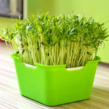 Maxbell Seed Sprouter Tray with Lid Kit Garden Plant Germination Wheatgrass Sprouter Green