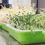 Maxbell Seed Sprouter Tray Big Capacity Seed Germination Tray for Office Garden Home