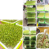 Maxbell Seed Sprouter Tray Big Capacity Seed Germination Tray for Office Garden Home