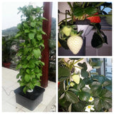 Maxbell Vertical Garden Planter Hydroponics Growing Tower for Peppers Indoor Outdoor 5 Holes Single Tier