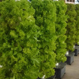 Maxbell Vertical Garden Planter Hydroponics Growing Tower for Peppers Indoor Outdoor 5 Holes Single Tier