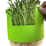 Maxbell Seed Sprouter Set Large Capacity Hydroponic Peanut Sprout Box for Wheatgrass Green
