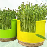 Maxbell Seed Sprouter Set Large Capacity Hydroponic Peanut Sprout Box for Wheatgrass Green