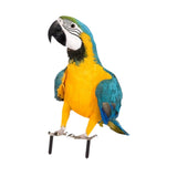 Maxbell Parrot Ground Stake Acrylic Sturdy Decorative Stake for Porch Courtyard Lawn