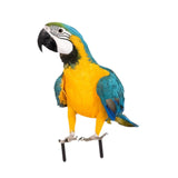 Maxbell Parrot Ground Stake Acrylic Sturdy Decorative Stake for Porch Courtyard Lawn
