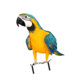 Maxbell Parrot Ground Stake Acrylic Sturdy Decorative Stake for Porch Courtyard Lawn