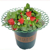 Maxbell Strawberry Plant Support Stand Waterproof with Sturdy Legs Strawberry Holder 26.5x10.1cm