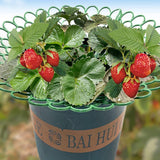 Maxbell Strawberry Plant Support Stand Waterproof with Sturdy Legs Strawberry Holder 26.5x10.1cm