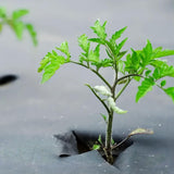 Maxbell Weeds Barrier Landscape Fabric Nonwoven Professional Ground Cover for Garden,