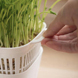 Maxbell Sprouting Tray White Basket Convenient Sprout Dish for Garden Indoor Kitchen