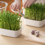 Maxbell Sprouting Tray White Basket Convenient Sprout Dish for Garden Indoor Kitchen