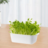 Maxbell Sprouting Tray White Basket Convenient Sprout Dish for Garden Indoor Kitchen