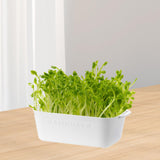 Maxbell Sprouting Tray White Basket Convenient Sprout Dish for Garden Indoor Kitchen