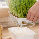 Maxbell Sprouting Tray White Basket Convenient Sprout Dish for Garden Indoor Kitchen