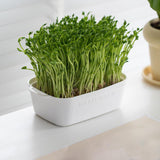 Maxbell Sprouting Tray White Basket Convenient Sprout Dish for Garden Indoor Kitchen