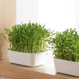 Maxbell Sprouting Tray White Basket Convenient Sprout Dish for Garden Indoor Kitchen