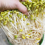 Maxbell Seed Sprouter Tray with Lid Seed Germination Propagation Tray for Greenhouse
