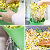 Maxbell Seed Sprouter Tray with Lid Seed Germination Propagation Tray for Greenhouse