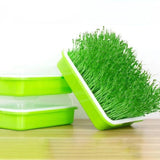 Maxbell Garden Seed Sprouter Tray Microgreens Growing Big Capacity Plant Germination Green