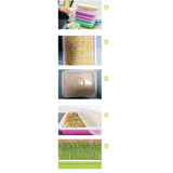 Maxbell Garden Seed Sprouter Tray Microgreens Growing Big Capacity Plant Germination Blue
