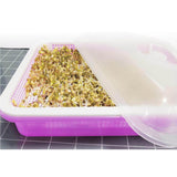 Maxbell Garden Seed Sprouter Tray Microgreens Growing Big Capacity Plant Germination Violet