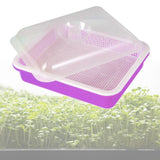 Maxbell Garden Seed Sprouter Tray Microgreens Growing Big Capacity Plant Germination Violet