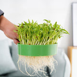 Maxbell Seedling Starter Tray Big Capacity Plant Grow Trays for Cat Grass Wheatgrass L