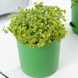 Maxbell Seedling Starter Tray Big Capacity Plant Grow Trays for Cat Grass Wheatgrass L