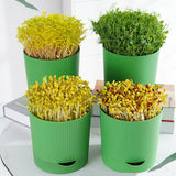 Maxbell Seedling Starter Tray Big Capacity Plant Grow Trays for Cat Grass Wheatgrass L