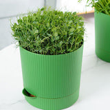 Maxbell Seedling Starter Tray Big Capacity Plant Grow Trays for Cat Grass Wheatgrass L