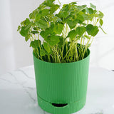Maxbell Seedling Starter Tray Big Capacity Plant Grow Trays for Cat Grass Wheatgrass L