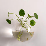 Maxbell 5 Pieces Hydroponic Vase Wall Hooks Planter for Bathroom Coffee House Office 10cm