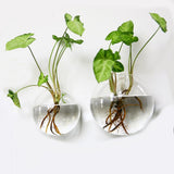 Maxbell 5 Pieces Hydroponic Vase Wall Hooks Planter for Bathroom Coffee House Office 10cm