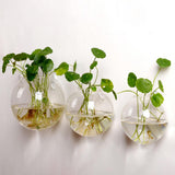 Maxbell 5 Pieces Hydroponic Vase Wall Hooks Planter for Bathroom Coffee House Office 10cm