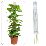 Maxbell Self Watering Plant Pole Help Plants Grow Upward for Monstera Flower Creeper 37 cm