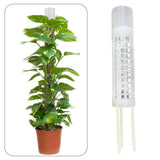 Maxbell Self Watering Plant Pole Help Plants Grow Upward for Monstera Flower Creeper 20 cm