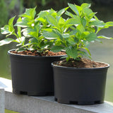 Maxbell Plant Pot Planting Gardening Pot Simple Flowerpot for Roses House Plants 30 cm