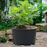 Maxbell Plant Pot Planting Gardening Pot Simple Flowerpot for Roses House Plants 30 cm