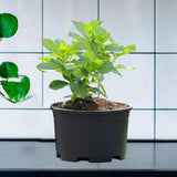 Maxbell Plant Pot Planting Gardening Pot Simple Flowerpot for Roses House Plants 30 cm