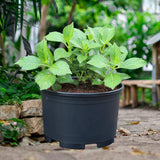 Maxbell Plant Pot Planting Gardening Pot Simple Flowerpot for Roses House Plants 45 cm