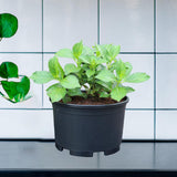 Maxbell Plant Pot Planting Gardening Pot Simple Flowerpot for Roses House Plants 45 cm