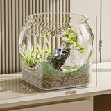 Maxbell Fish Tank for Home Decor for Beginners and Enthusiasts Transparent Fish Bowl XL