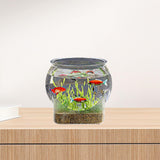 Maxbell Fish Tank for Home Decor for Beginners and Enthusiasts Transparent Fish Bowl XL