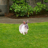 Maxbell Rabbit Animal Statue Stake Garden Rabbit Decoration for Porch Backyard Patio Style A