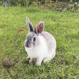 Maxbell Rabbit Animal Statue Stake Garden Rabbit Decoration for Porch Backyard Patio Style A