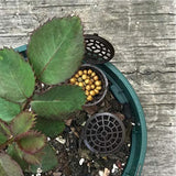 10x Fertilizer Basket Fertilizer Box with Lid for Plant Courtyards Balconies