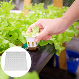 Maxbell Hydroponic Sponge Greenhouse Replacement Small Bud Growth Plants Growth Pods